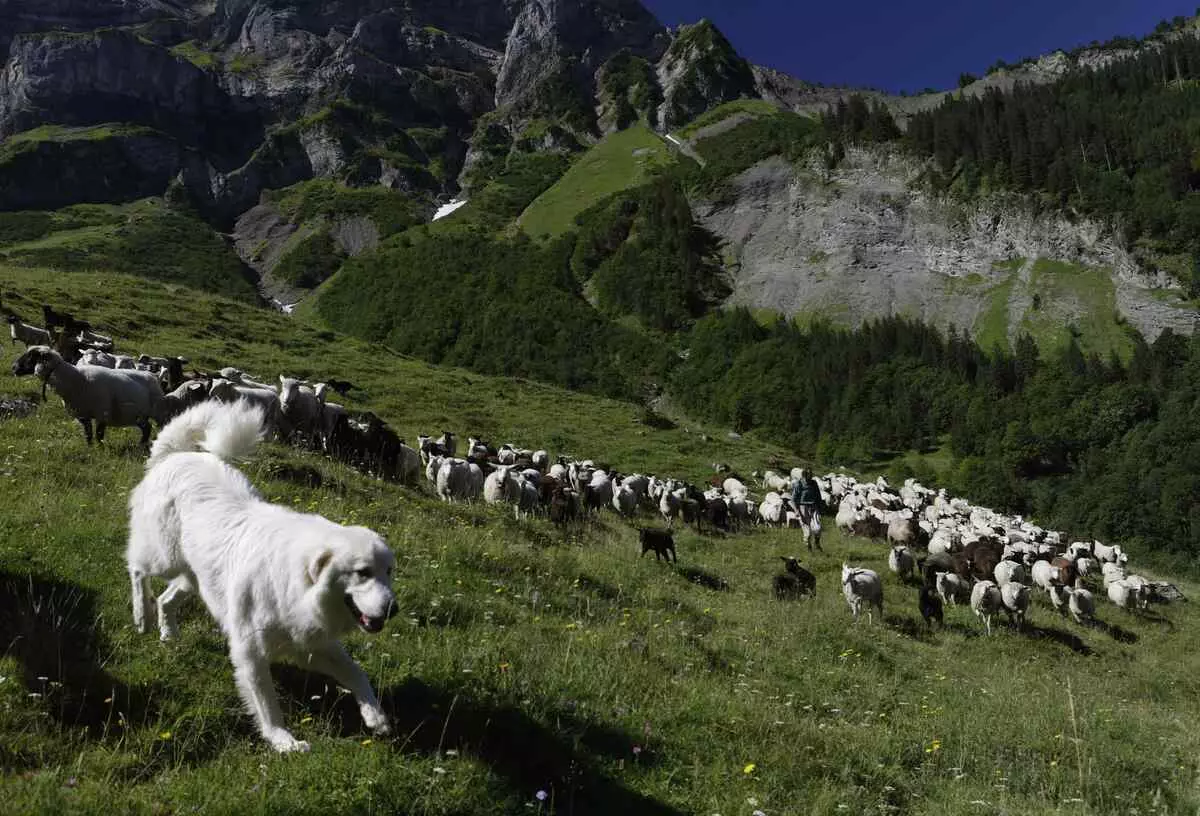 羊飼い犬（44写真）：名前、スコットランド、アゾレス貝殻、トルコ羊飼い羊飼いやその他の品種の人気のある品種 12282_5