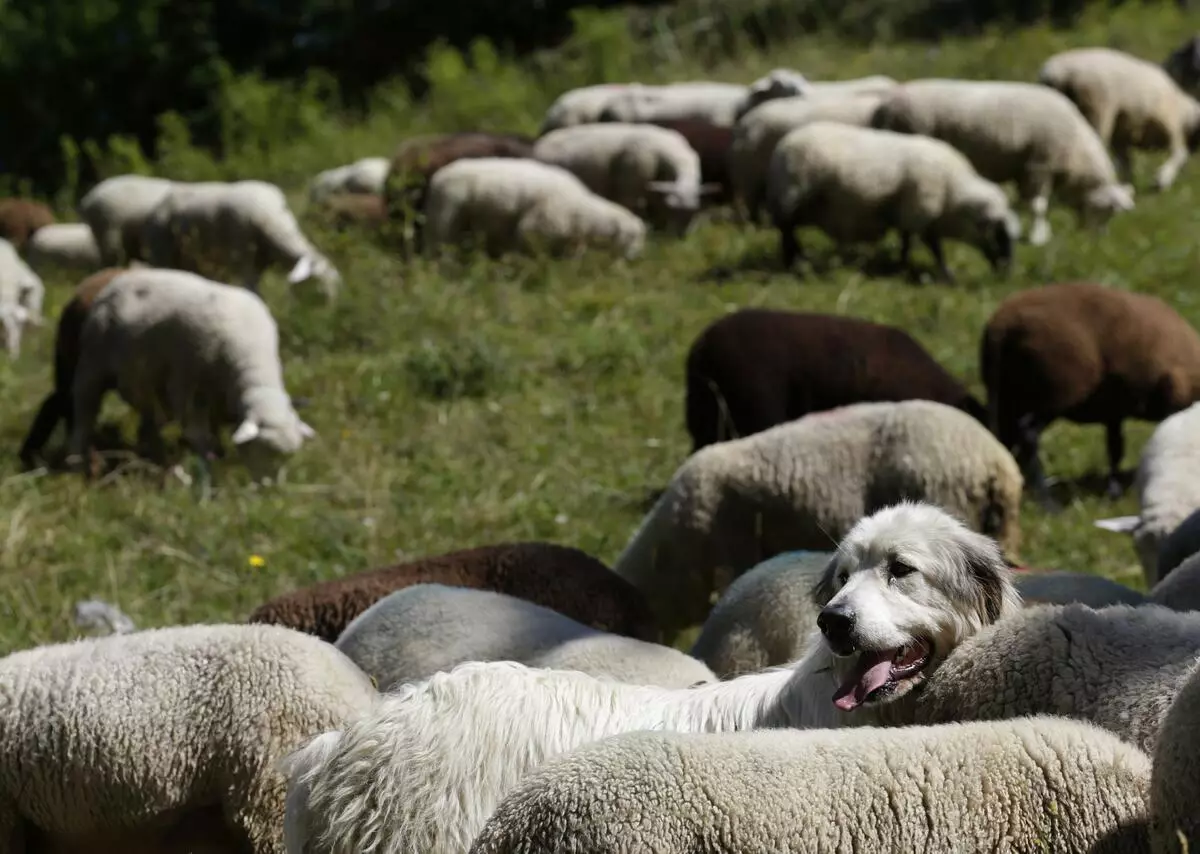 Cŵn Shepherd (44 Lluniau): Bridiau poblogaidd gydag enwau, Scottish ac Azores-Shells, Shepherds Twrcaidd Shepherd a mathau eraill 12282_7