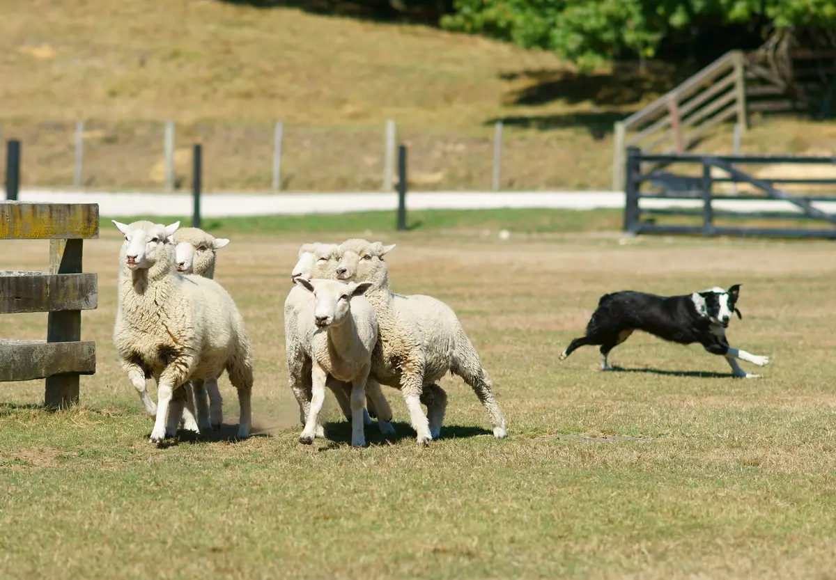 Anjing Shepherd (44 foto): Breed populer dengan nama, Skotlandia dan Azores-Shells, Gembala Turki Gembala dan varietas lainnya 12282_8