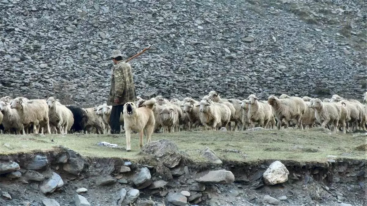 Shepherd Dogs (44 foto's): Populêre rassen mei nammen, Skotske en Azoren-skelpen, Turkske hoeders hoeder en oare fariëteiten 12282_9