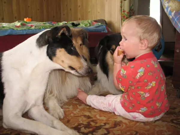 Shorthair Collie (28 장의 사진) : 스코틀랜드 셰퍼드 강아지의 관리에 대한 부드러운 머리 개, 부드러운 머리의 특징 12285_13