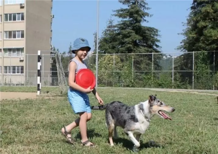 Shorthair Collie (28 Poto): Fitur anjing anjing laut, katerangan ngeunaan perawatan anjing Sheplandd 12285_15