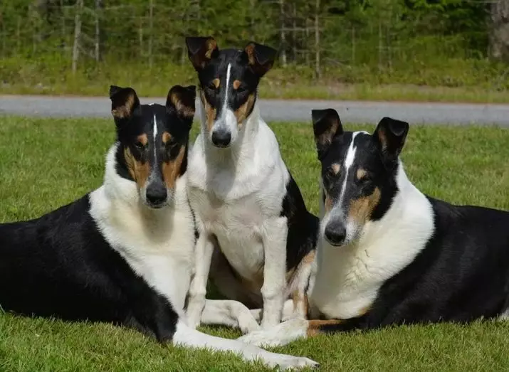 Shorthair Collie (28 Mga Litrato): Mga Hulagway sa Mga Bahin sa Mga Baraan nga Mga Bata, paghulagway sa pag-atiman sa mga tuta sa Scottish Magbalantay 12285_2