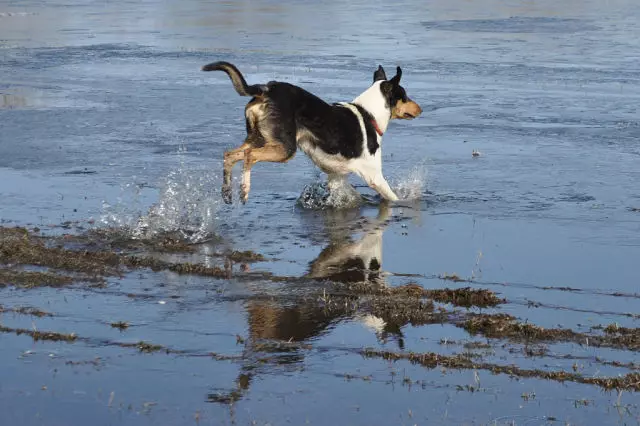 Shorthair Collie (28 fotos): Características de los perros de pelo liso, descripción del cuidado de los cachorros de pastor escocés 12285_23