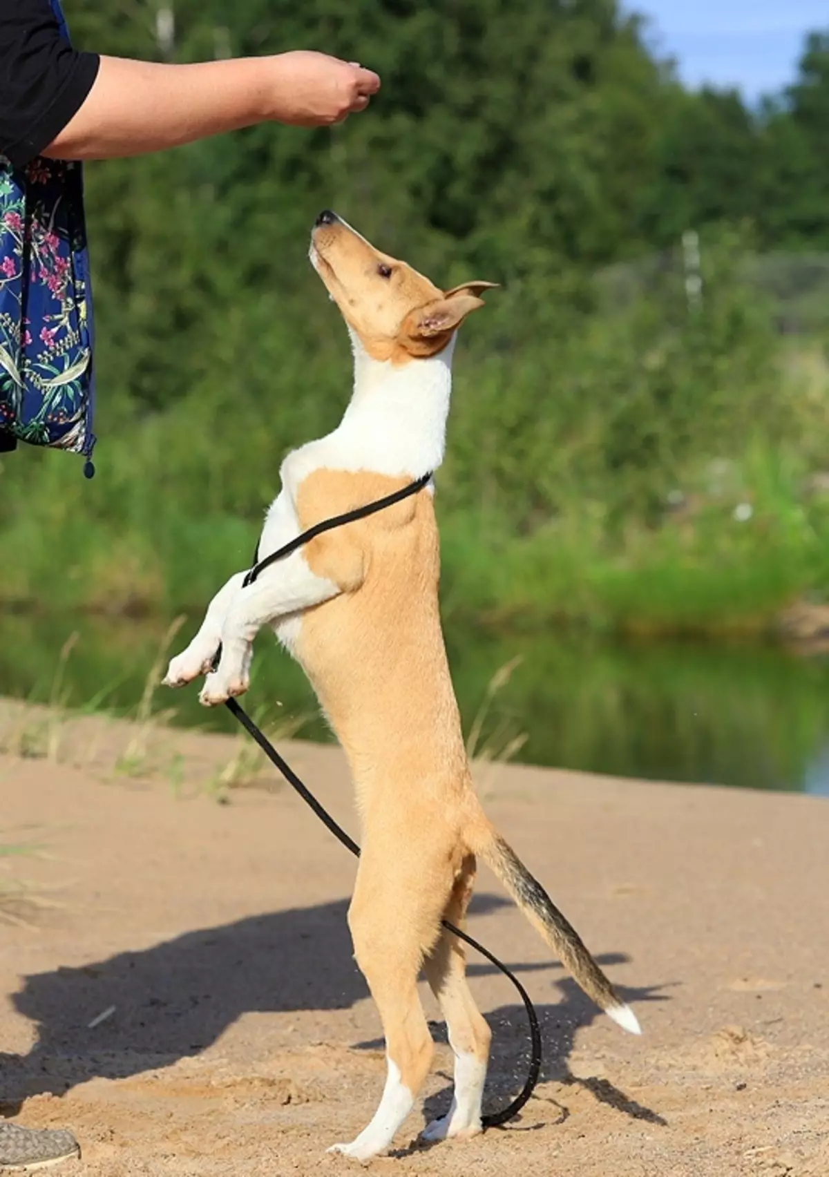 Shorthair Collie (28 fotos): Características de los perros de pelo liso, descripción del cuidado de los cachorros de pastor escocés 12285_26