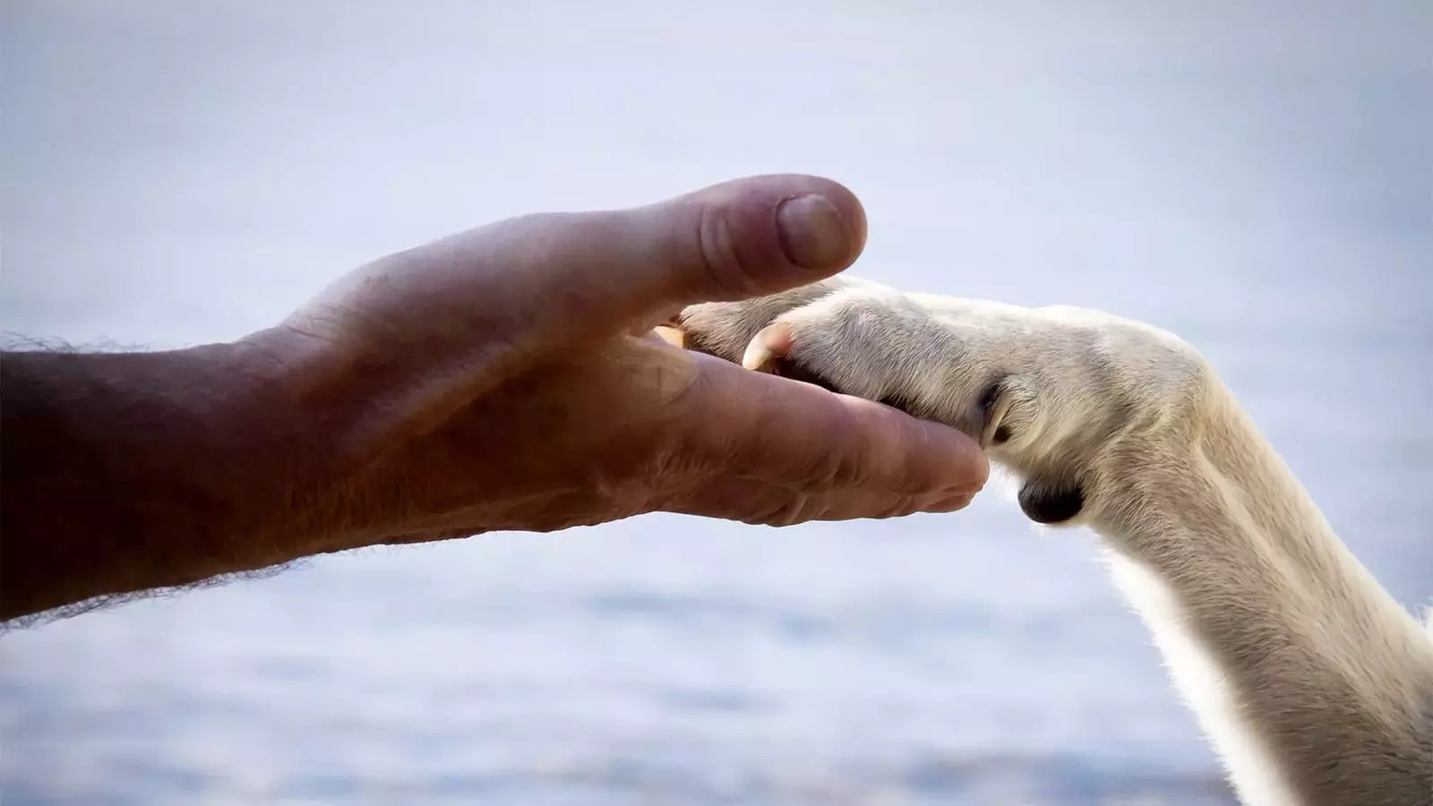 Shorthair Collie (28 Poto): Fitur anjing anjing laut, katerangan ngeunaan perawatan anjing Sheplandd 12285_27