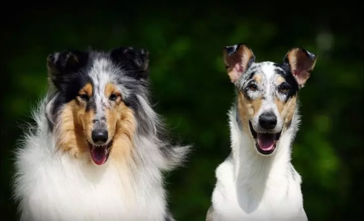 Shorthair Collie (28 Mga Litrato): Mga Hulagway sa Mga Bahin sa Mga Baraan nga Mga Bata, paghulagway sa pag-atiman sa mga tuta sa Scottish Magbalantay 12285_3