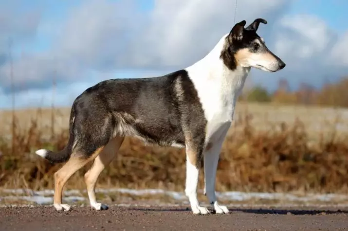 Shorthair Collie (28 фотографии): Карактеристики на мазни кучиња кучиња, опис на грижата за шкотскиот пастир кученца 12285_4