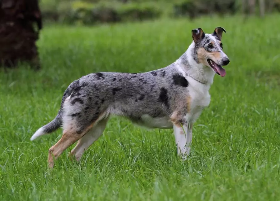 Shorthair Collie (28 fotos): Características de los perros de pelo liso, descripción del cuidado de los cachorros de pastor escocés 12285_5