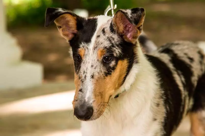 Shorthair Collie (28 nuotraukos): sankabų šunų savybės, Škotijos aviganių šuniukų priežiūros aprašymas 12285_6