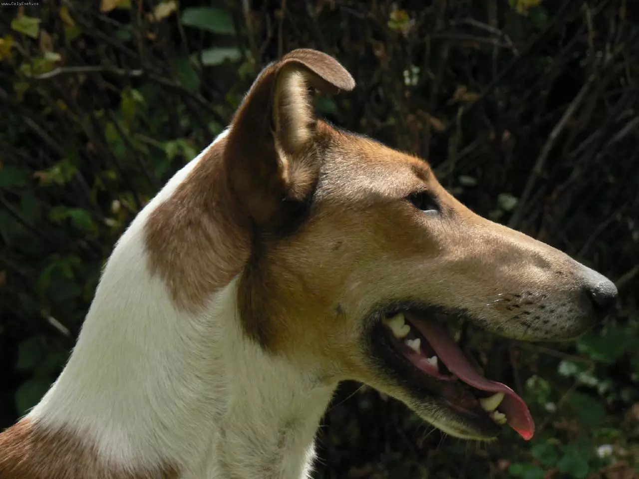 Shorthair Collie (28 장의 사진) : 스코틀랜드 셰퍼드 강아지의 관리에 대한 부드러운 머리 개, 부드러운 머리의 특징 12285_7