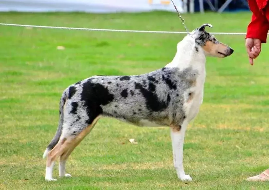 Shorthair Collie (28 fotos): Características de los perros de pelo liso, descripción del cuidado de los cachorros de pastor escocés 12285_9