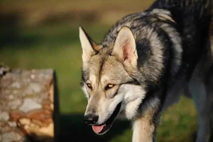 Kutyák, hasonló a farkasokhoz (30 fotók): nagy piros és fekete, fehér és más kutyák nevei. Tartalmukat 12286_10