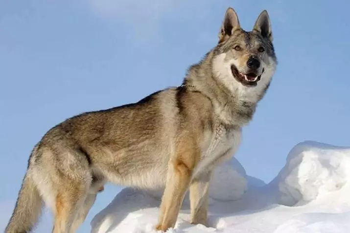 سگ ها، شبیه به گرگ ها (30 عکس): نام های بزرگ قرمز و سیاه، سفید و دیگر سگ ها. محتوای آنها 12286_11