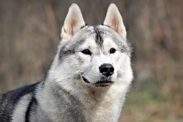 Anjing, mirip dengan serigala (30 foto): nama-nama besar merah dan hitam, putih dan anjing lainnya. Konten mereka 12286_14