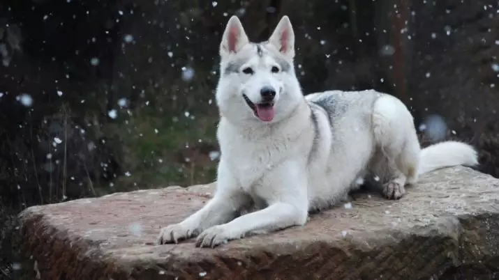 Gossos, similars als llops (30 fotos): noms de grans gossos vermells i negres, blancs i altres. El seu contingut 12286_16