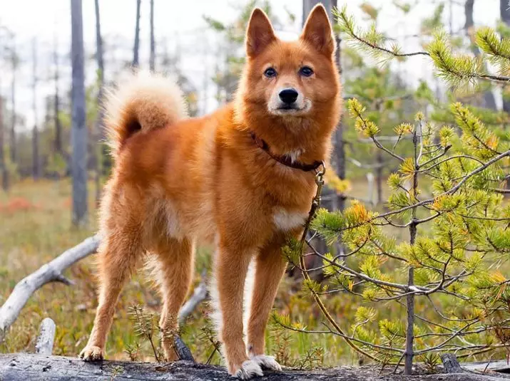 Câini, similar cu lupi (30 de fotografii): numele de câini mari roșii și negru, albi și alți câini. Conținutul lor 12286_18
