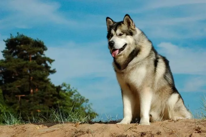 Pasa, slično kao vukovi (30 slike): imena velikih crvene i crne, bijele i drugim psima. njihov sadržaj 12286_20