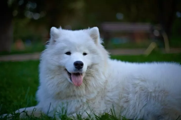 Anjing, mirip dengan serigala (30 foto): nama-nama besar merah dan hitam, putih dan anjing lainnya. Konten mereka 12286_21