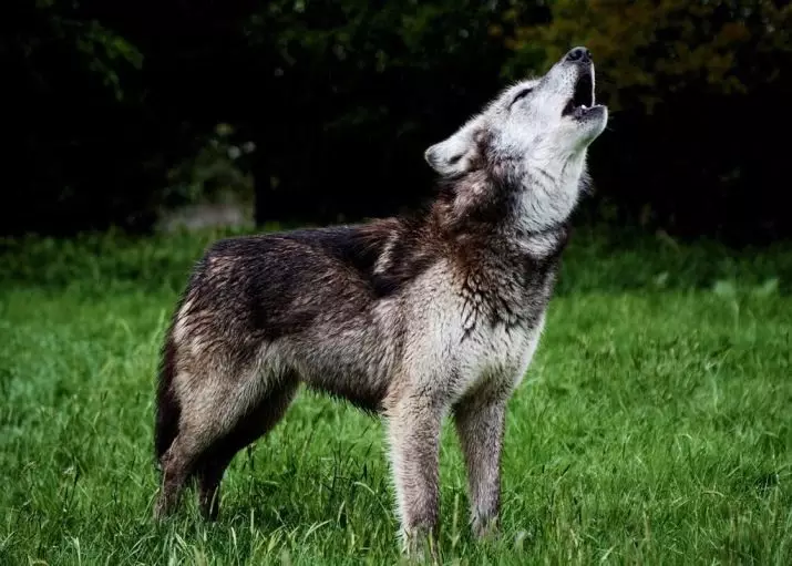 Anjing, mirip dengan serigala (30 foto): nama-nama besar merah dan hitam, putih dan anjing lainnya. Konten mereka 12286_29