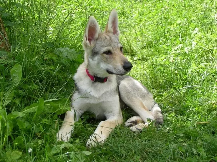 Anjing, mirip dengan serigala (30 foto): nama-nama besar merah dan hitam, putih dan anjing lainnya. Konten mereka 12286_30