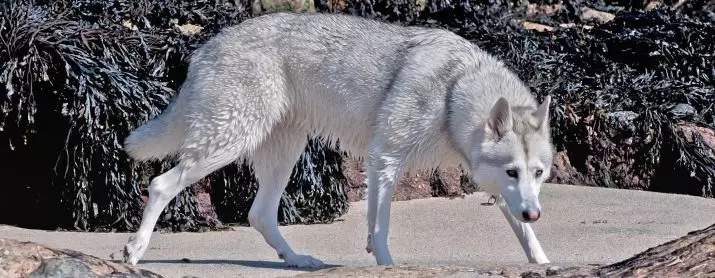 Gossos, similars als llops (30 fotos): noms de grans gossos vermells i negres, blancs i altres. El seu contingut 12286_7