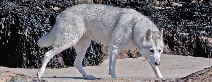 Anjing, mirip sareng dol wold (30 poto): ngaran tina beureum ageung sareng hideung, bodas sareng anjing sanésna. Eusi maranéhna 12286_7