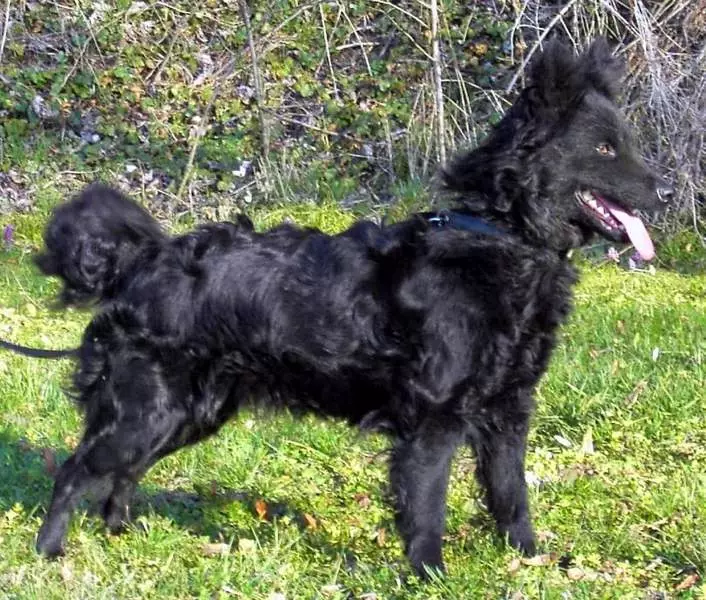 Anjing berkembang biak Moody (32 foto): Deskripsi breed gembala Hongaria, karakter anjing gembala. Fitur konten 12287_11
