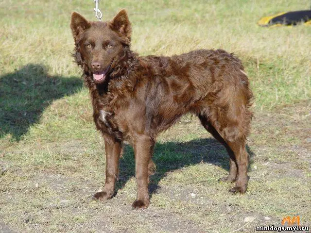 Anjing berkembang biak Moody (32 foto): Deskripsi breed gembala Hongaria, karakter anjing gembala. Fitur konten 12287_12