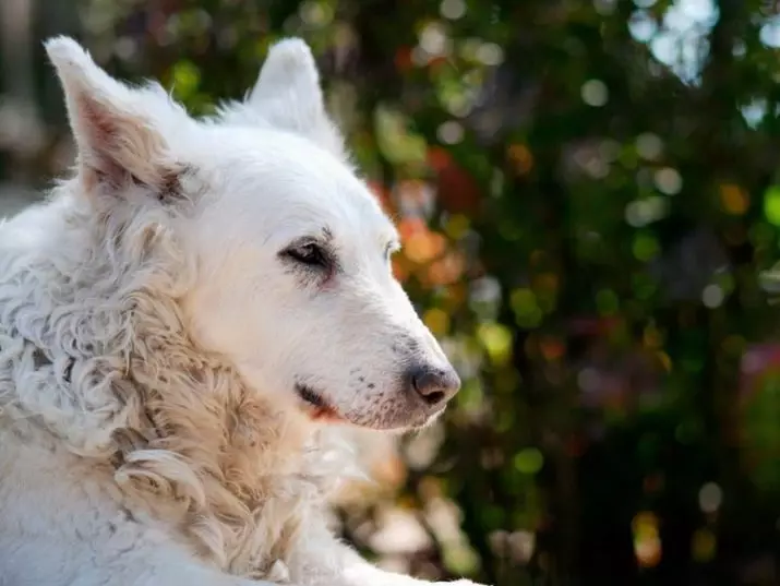 Anjing berkembang biak Moody (32 foto): Deskripsi breed gembala Hongaria, karakter anjing gembala. Fitur konten 12287_13