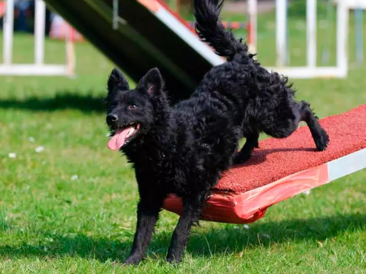 Anjing berkembang biak Moody (32 foto): Deskripsi breed gembala Hongaria, karakter anjing gembala. Fitur konten 12287_18