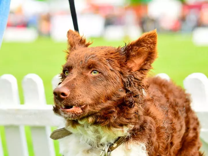 Anjing berkembang biak Moody (32 foto): Deskripsi breed gembala Hongaria, karakter anjing gembala. Fitur konten 12287_19