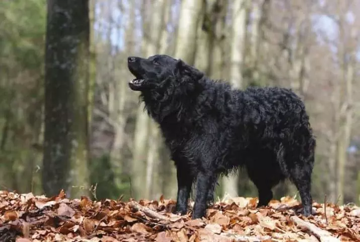 Anjing berkembang biak Moody (32 foto): Deskripsi breed gembala Hongaria, karakter anjing gembala. Fitur konten 12287_29