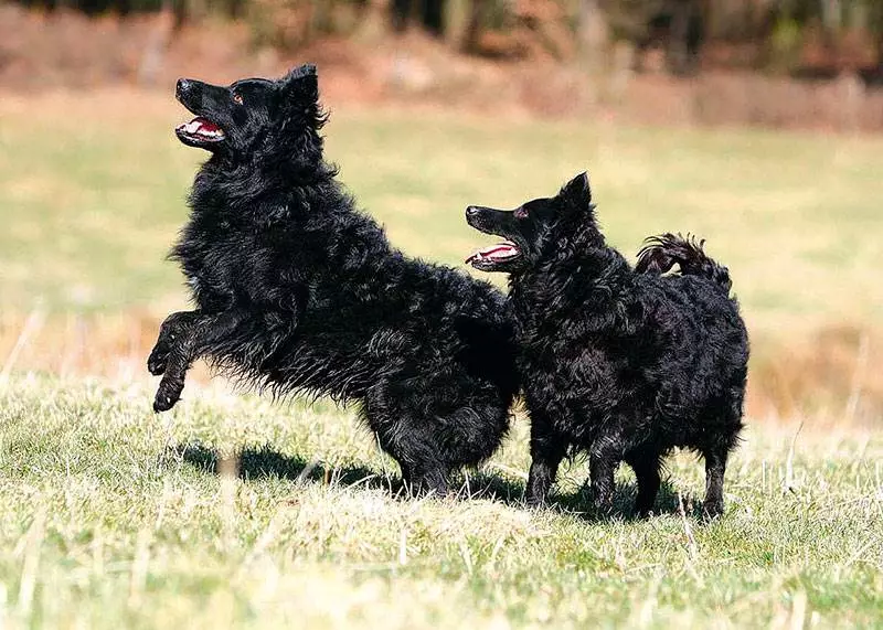 Anjing berkembang biak Moody (32 foto): Deskripsi breed gembala Hongaria, karakter anjing gembala. Fitur konten 12287_6