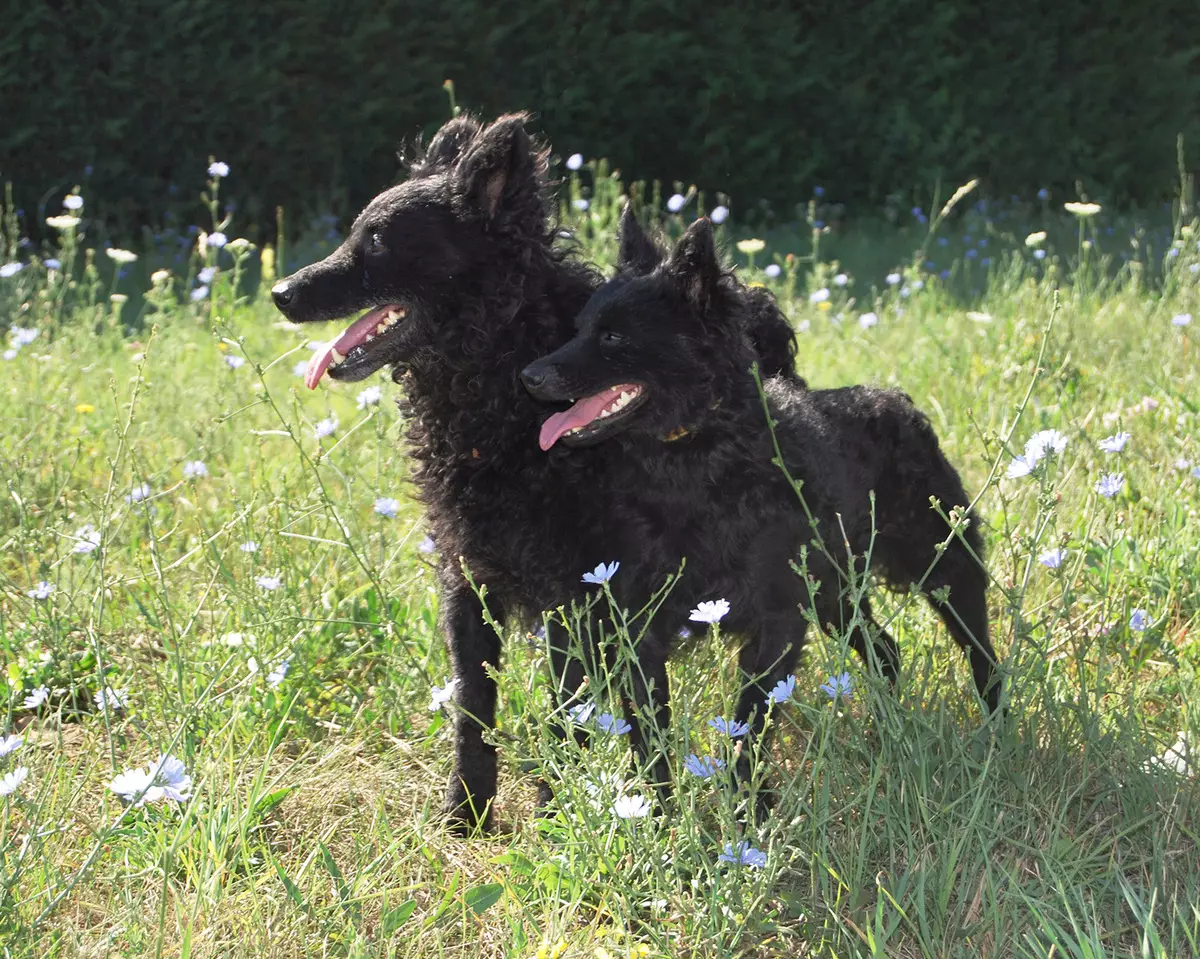 Anjing berkembang biak Moody (32 foto): Deskripsi breed gembala Hongaria, karakter anjing gembala. Fitur konten 12287_7