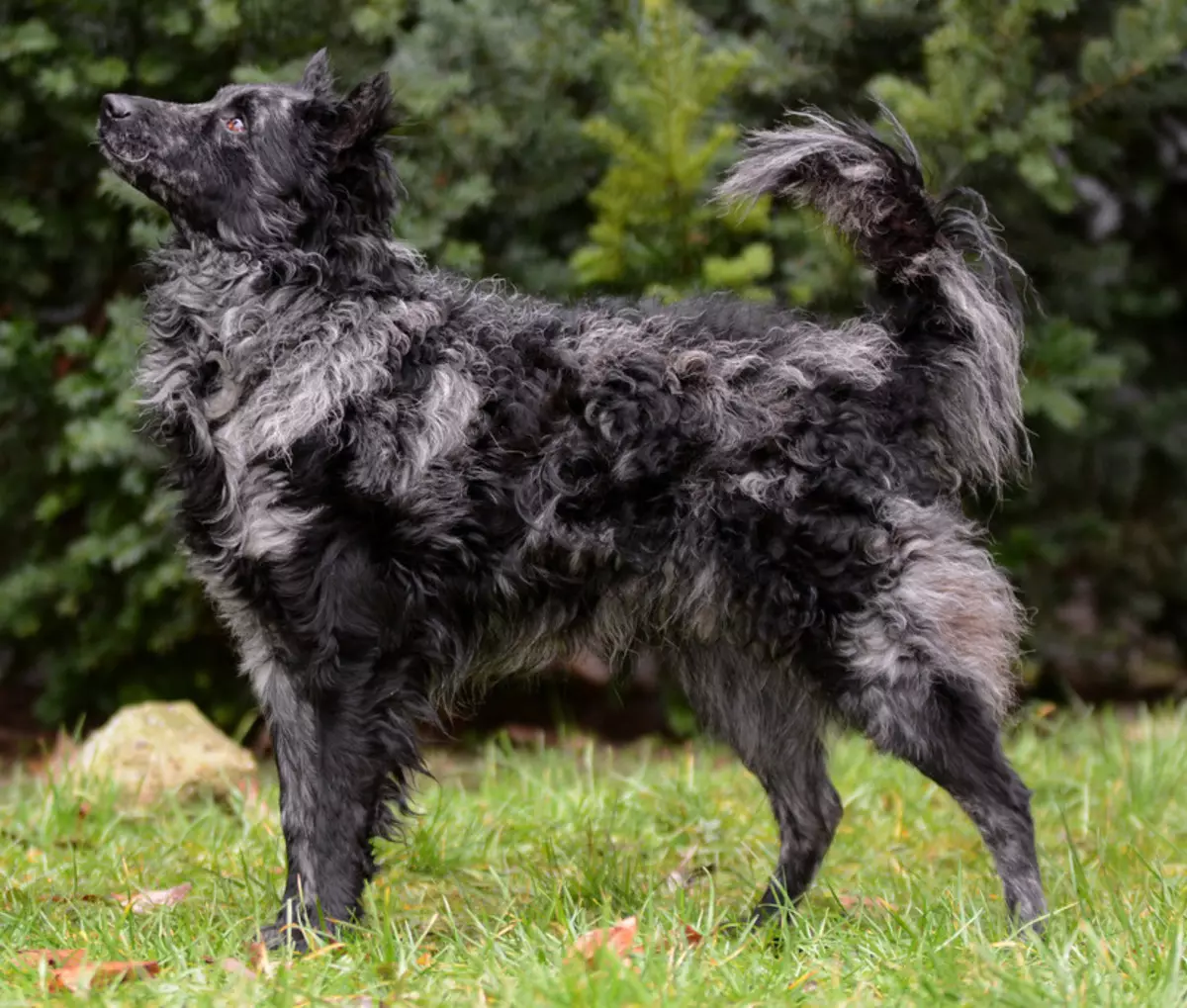 Anjing berkembang biak Moody (32 foto): Deskripsi breed gembala Hongaria, karakter anjing gembala. Fitur konten 12287_9