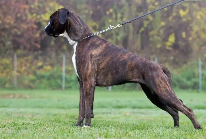 Anjing Boxers (81 Foto): Perihalan Baka Jerman, ciri-ciri Puppies Boxers Amerika. Berapa tahunkah anda tinggal? Ulasan Pemilikan 12289_10