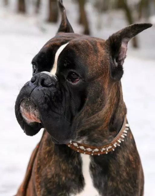 Anjing Boxers (81 Foto): Perihalan Baka Jerman, ciri-ciri Puppies Boxers Amerika. Berapa tahunkah anda tinggal? Ulasan Pemilikan 12289_11