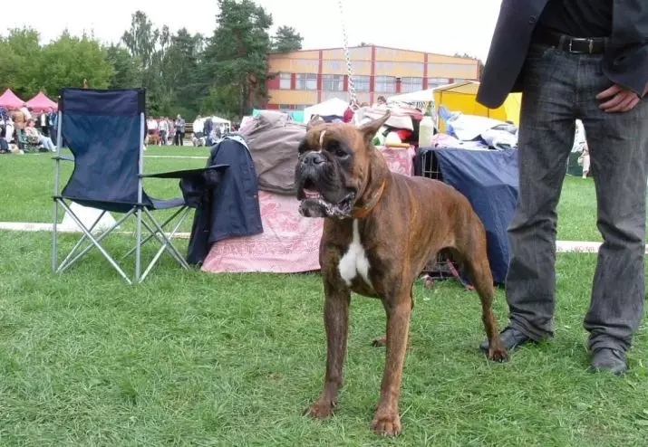 Anjing Boxers (81 Foto): Perihalan Baka Jerman, ciri-ciri Puppies Boxers Amerika. Berapa tahunkah anda tinggal? Ulasan Pemilikan 12289_13