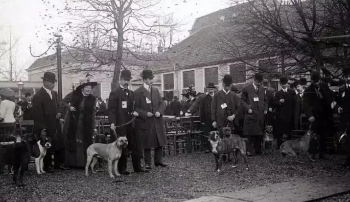 Anjing Boxers (81 Foto): Perihalan Baka Jerman, ciri-ciri Puppies Boxers Amerika. Berapa tahunkah anda tinggal? Ulasan Pemilikan 12289_14