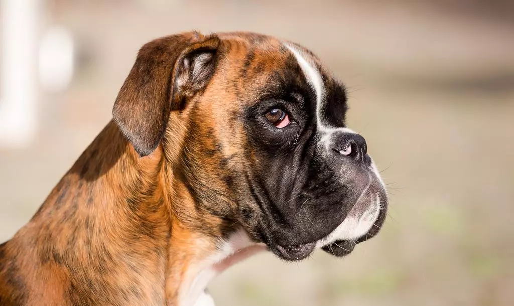 Anjing Boxers (81 Foto): Perihalan Baka Jerman, ciri-ciri Puppies Boxers Amerika. Berapa tahunkah anda tinggal? Ulasan Pemilikan 12289_15
