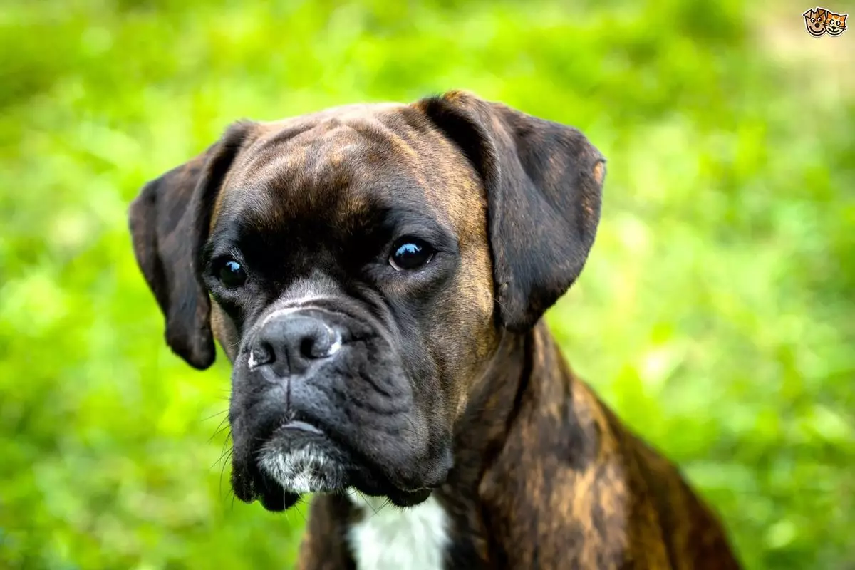 Anjing Boxers (81 Foto): Perihalan Baka Jerman, ciri-ciri Puppies Boxers Amerika. Berapa tahunkah anda tinggal? Ulasan Pemilikan 12289_16
