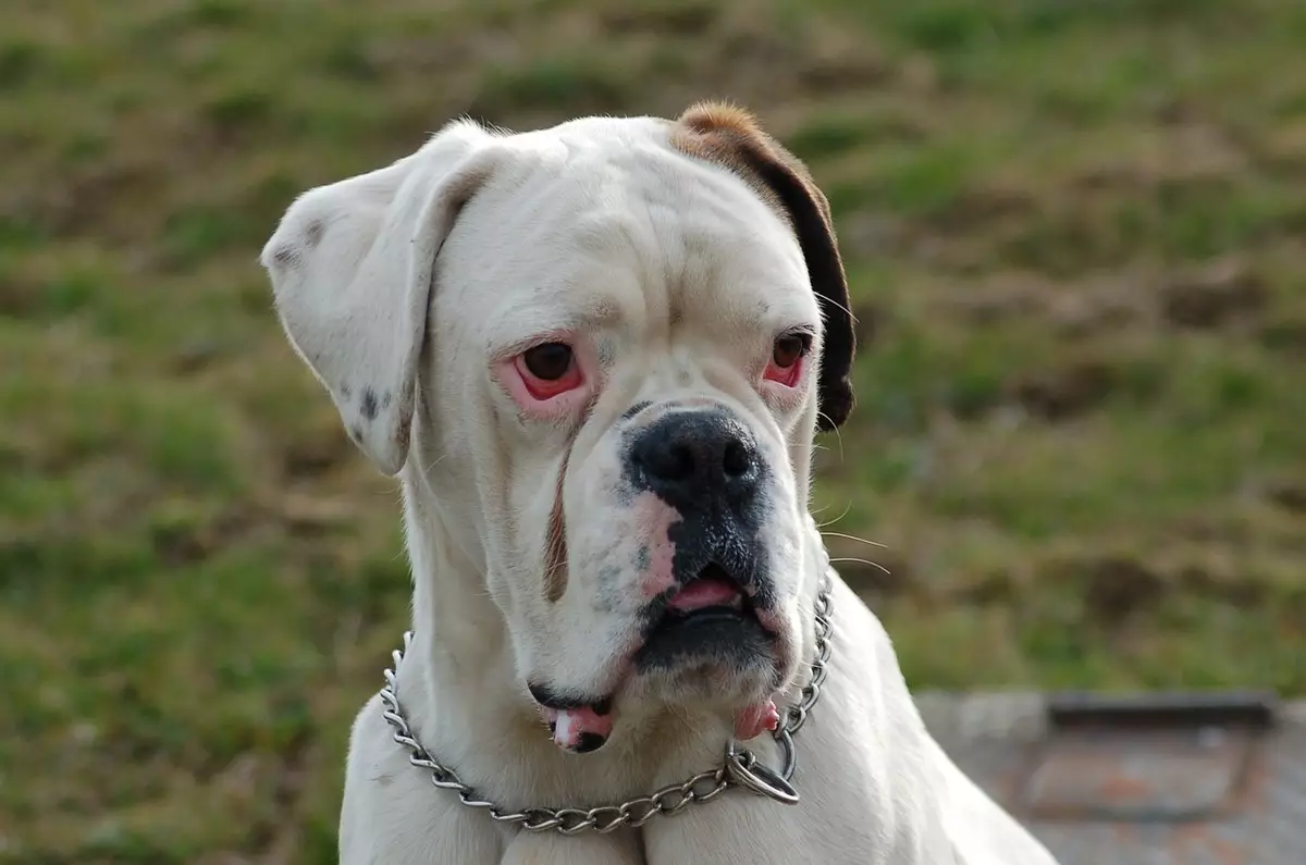 Кучета Боксери (81 снимки): описание на германската порода, характеристики на американски кученца боксьори. Колко години живеете? Отзиви за собственост 12289_17