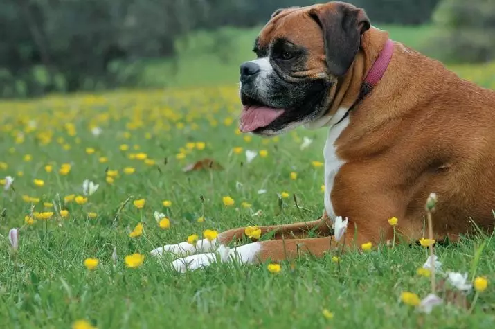 Anjing Boxers (81 Foto): Perihalan Baka Jerman, ciri-ciri Puppies Boxers Amerika. Berapa tahunkah anda tinggal? Ulasan Pemilikan 12289_2