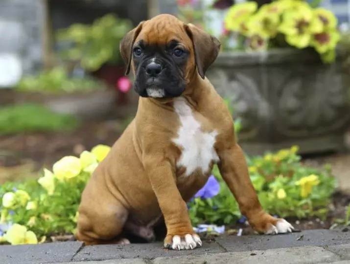 Anjing Boxers (81 Foto): Perihalan Baka Jerman, ciri-ciri Puppies Boxers Amerika. Berapa tahunkah anda tinggal? Ulasan Pemilikan 12289_22