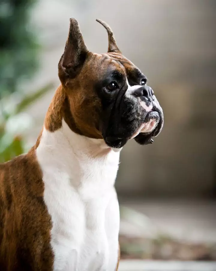 Кучета Боксери (81 снимки): описание на германската порода, характеристики на американски кученца боксьори. Колко години живеете? Отзиви за собственост 12289_25
