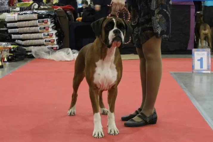 Anjing boxers (81 foto): pedaran tina breed Jerman, ciri tina puppies boxers Amérika. Sabaraha taun anjeun cicing? Ulasan kapamilikan 12289_26