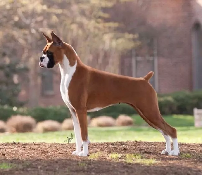 Anjing Boxers (81 Foto): Perihalan Baka Jerman, ciri-ciri Puppies Boxers Amerika. Berapa tahunkah anda tinggal? Ulasan Pemilikan 12289_27