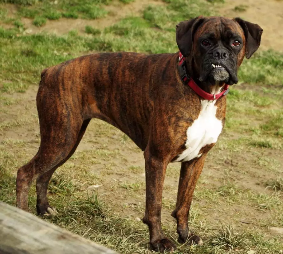 Кучета Боксери (81 снимки): описание на германската порода, характеристики на американски кученца боксьори. Колко години живеете? Отзиви за собственост 12289_28
