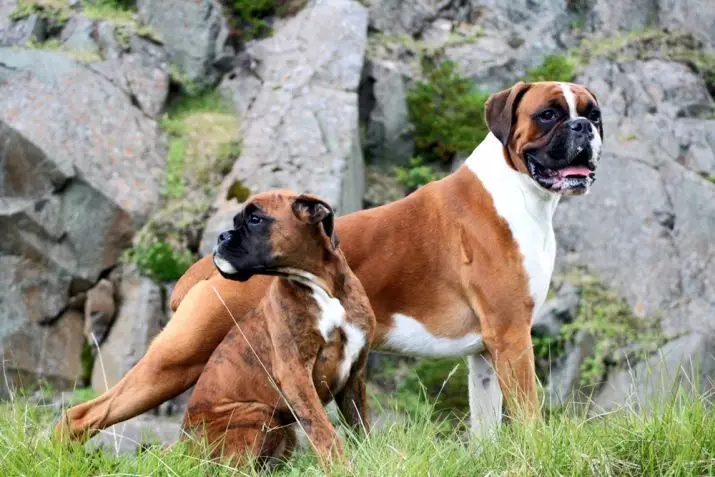 Anjing Boxers (81 Foto): Perihalan Baka Jerman, ciri-ciri Puppies Boxers Amerika. Berapa tahunkah anda tinggal? Ulasan Pemilikan 12289_29